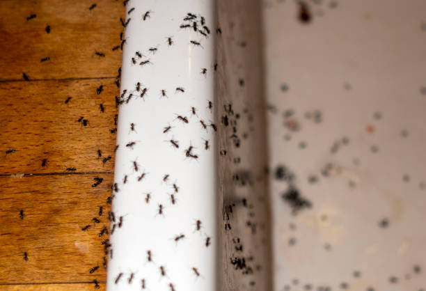Bradley Gardens, NJ Pest Control Company