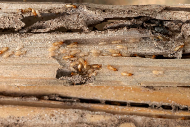 Best Cockroach Control Services  in Bradley Gardens, NJ